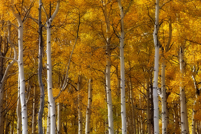 golden, southwestern, CO, Colorado, aspen, leaves, fall