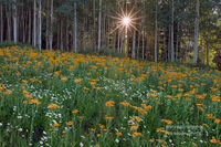 Guiding Light
