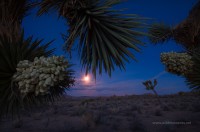 Desert Magic