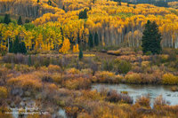 Kebler Autumn Rain