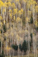 Autumn Needles