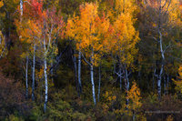An Impression of Autumn