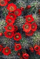 Claret Cup