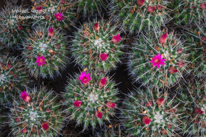 Cactus Worlds