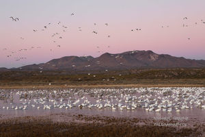 Wild Flights
