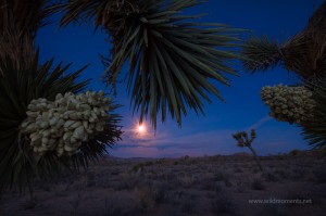 Desert Magic