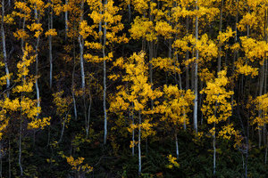 Ghost Trees