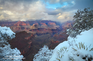 Agave Snow Light