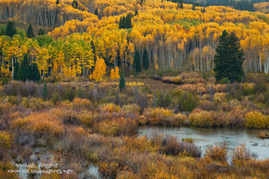 Kebler Autumn Rain
