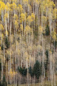 Autumn Needles