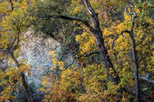 Palette of Color 