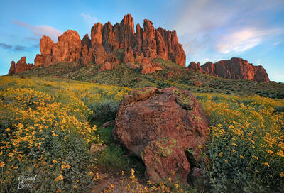 The springtime brittlebush bloom at Lost Dutchman State Park is impressive