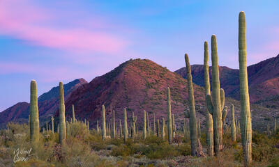 The subtle colors of sunset decorate the peaks of Organ Pipe Cactus National Monument, AZ