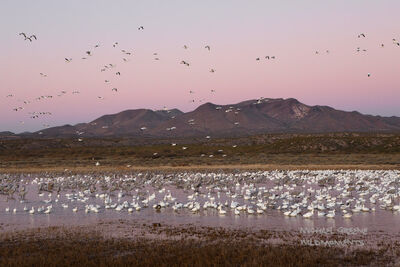 Wild Flights