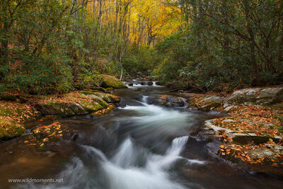 Autumn Spout