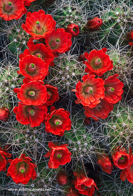 Claret Cup