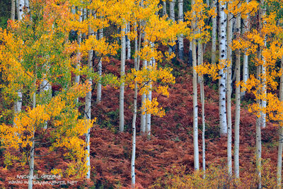 Aspen Canopy, Fern Carpet