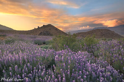 Colorful lupine and sunset skies near Independence, CA in the Eastern Sierras. 