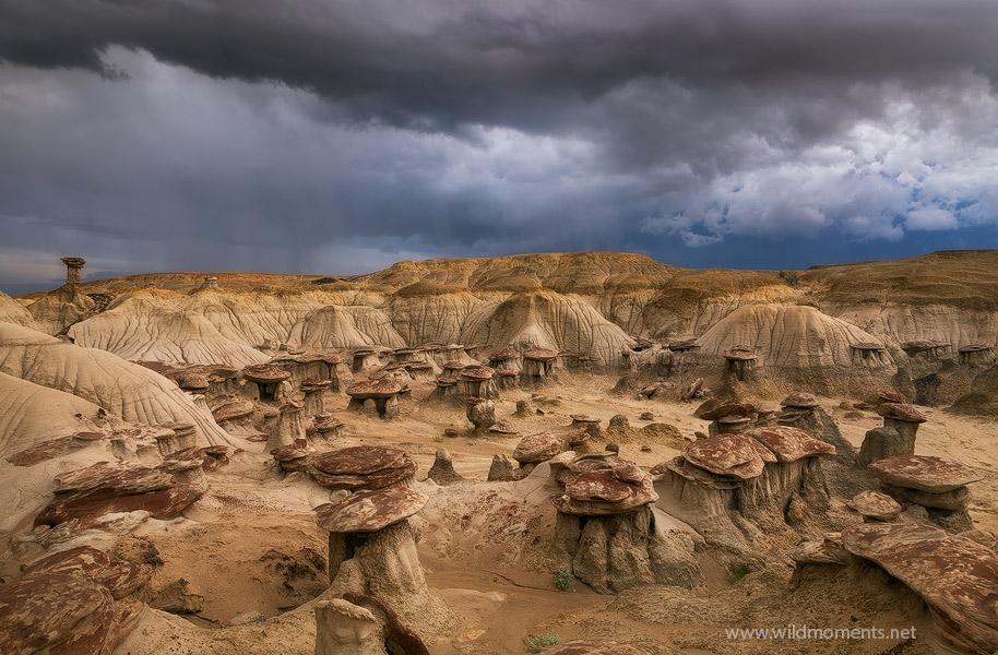 Soaked  San Juan Basin, New Mexico  Michael Greene's Wild Moments - Landscape Photography
