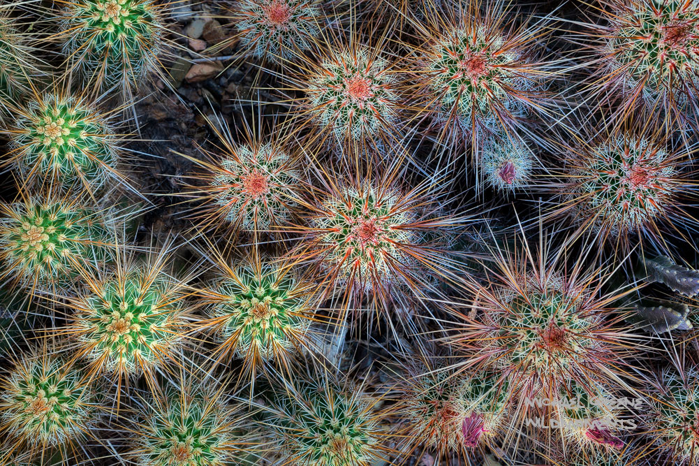 A closeup view of the Engelmann's Hedgehog cactus at the Desert Botanical Gardens. The Desert&nbsp;Botanical Gardens&nbsp;is...