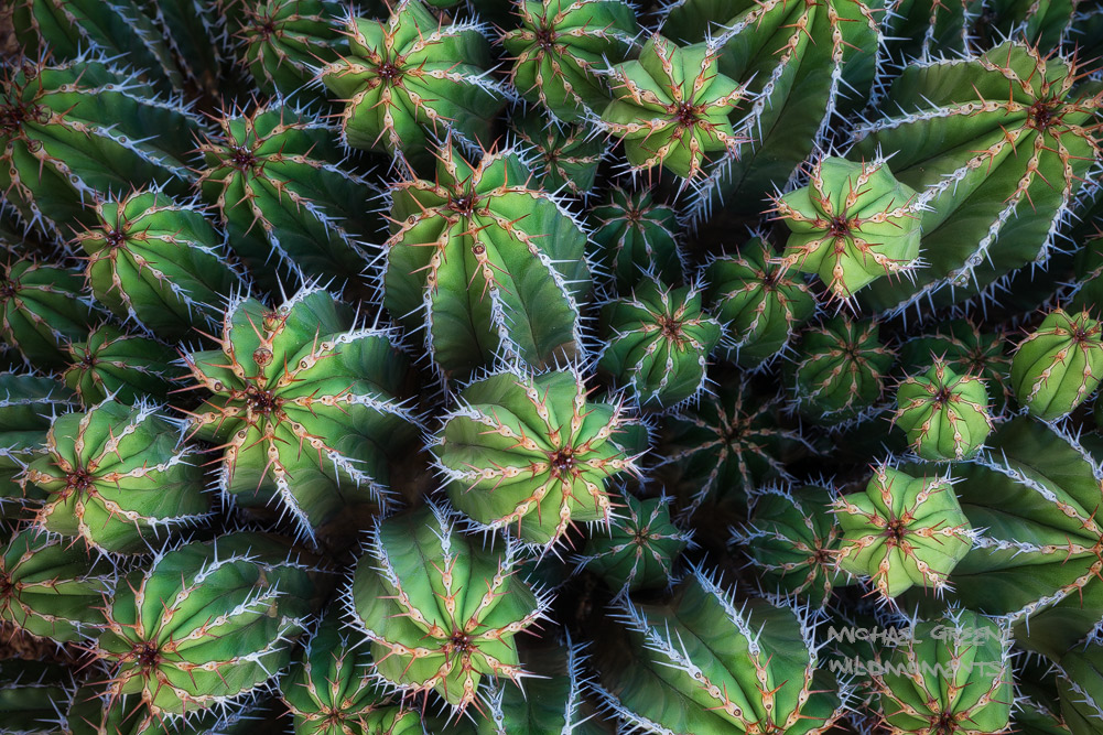 This&nbsp;beautiful cactus called&nbsp;Euphorbia echinus is only found in Southern Morocco. &nbsp;