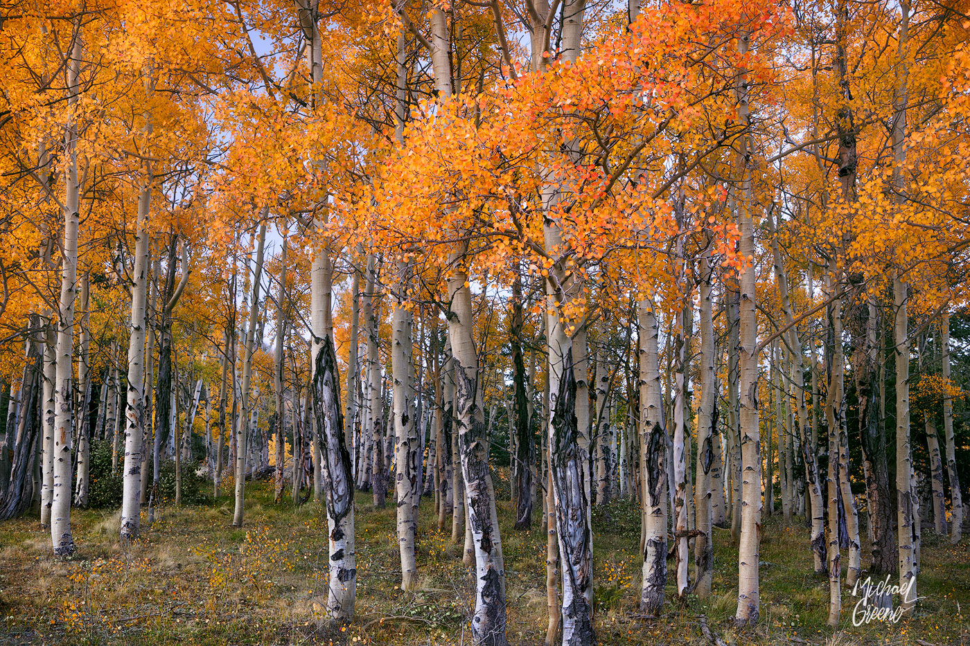 Unusual aspens in peak colors