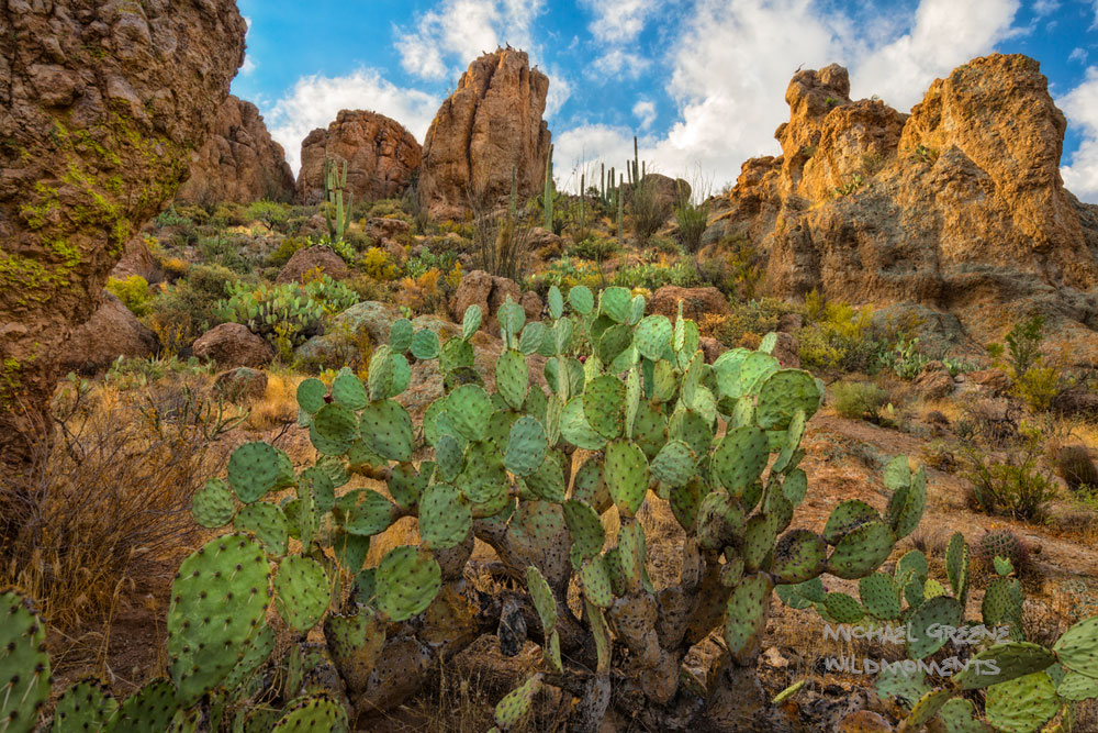 Look closely for the group of ravens gathered atop the dramatic outcropping in the Sonoran Desert section of Boyce Thompson's...
