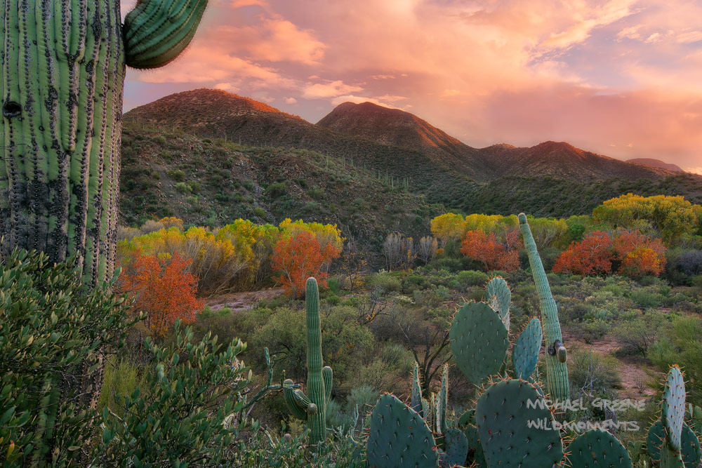 A Sonoran cactus garden featuring saguaros and prickly pear overlook Aravaipa Canyon captured during a splendid autumn sunset...