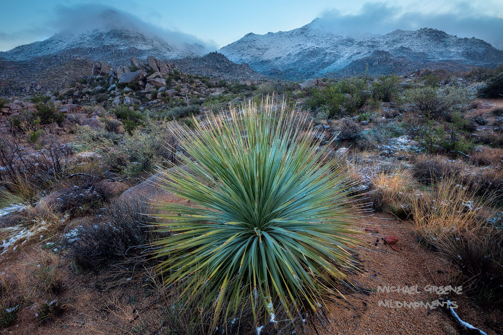 A beautiful, mature desert spoon provides the perfect anchor for a early morning scene of a clearing snow storm in the foothills...
