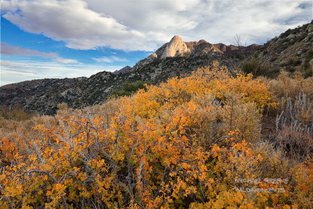 Colorful Gamble oaks decorate the rugged backcountry of the Organ Mountains in late afternoon light. Eight-thousand-foot Sugar...