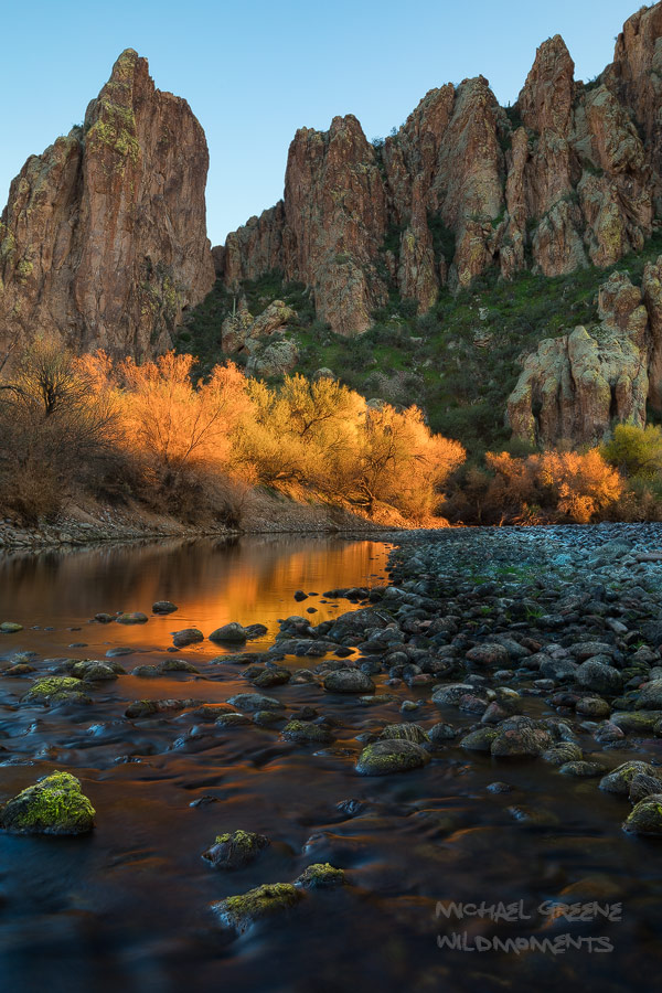 Late afternoon light reflects off of the autumn colors of tamarisk trees on the Salt River near Mesa, AZ.