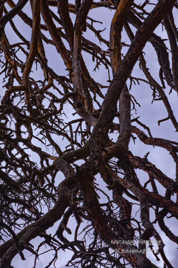 An abstract image of the branches a very large, dead ponderosa pine tree taken on a stormy day on a hike in the Organ Mountains...