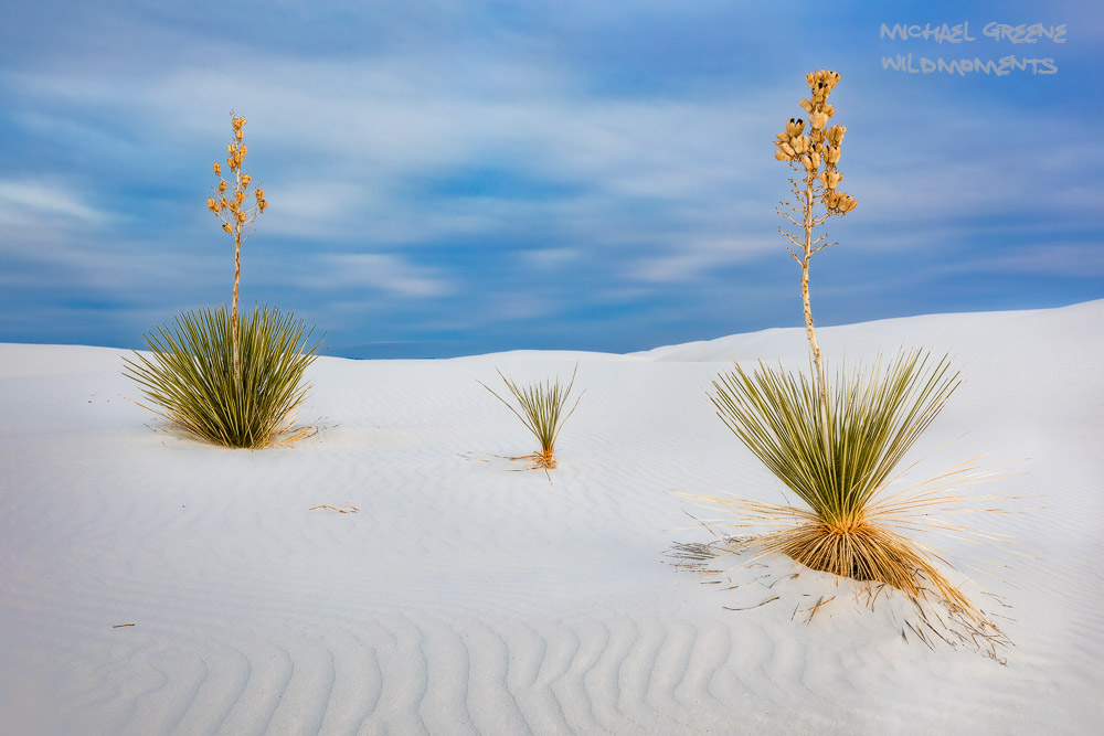 Surreal light and painterly blue skies decorate the a trio of Yucca shrubs in the backcountry of White Sands National Park. White...