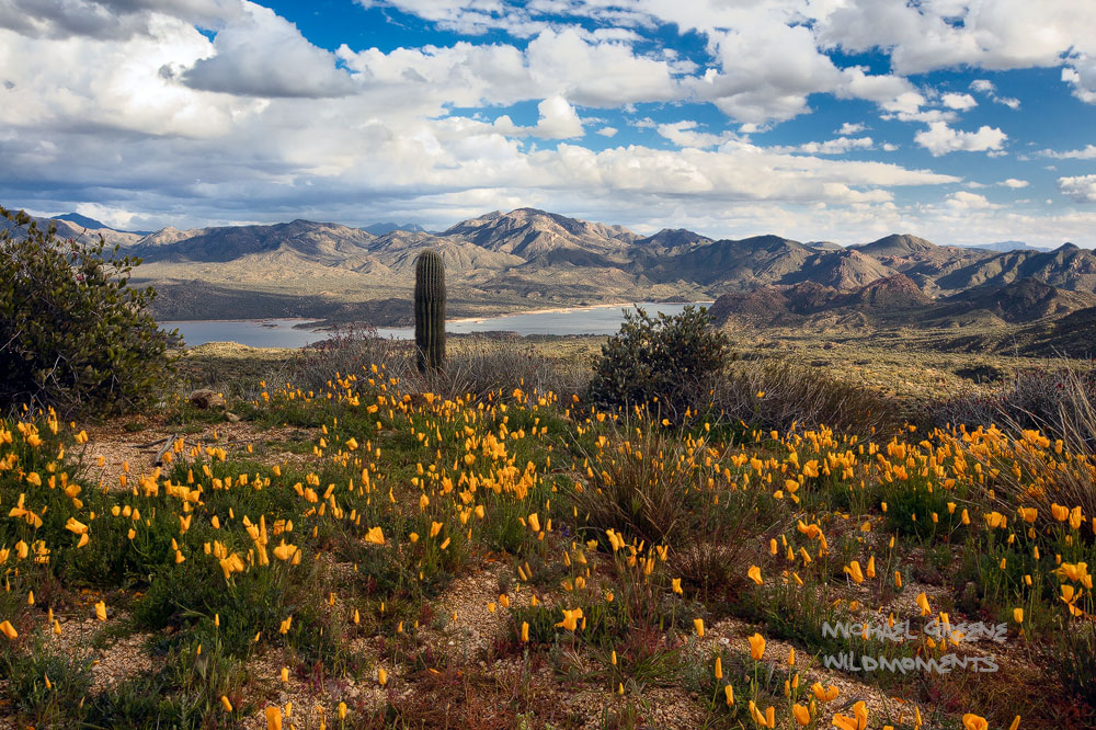 A sublime overlook of Bartlett Lake on a cold winter's day. The poppies weren't blooming at this spot but the wonderful clouds...