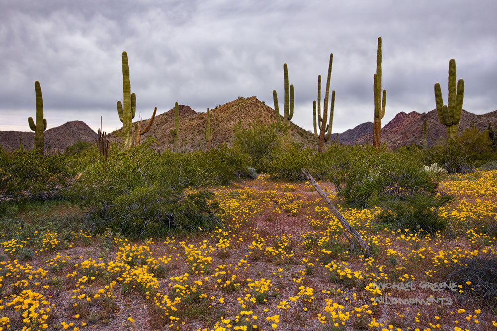 Sonoran Desert National Monument was created in 2001 and is located south of Goodyear and Buckeye and east of Gila Bend, Arizona...