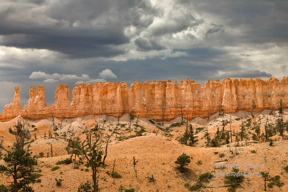 Stormy-midday light illuminates a wall of hoodoos along a high point of the Fairyland Loop Trail in Bryce Canyon National Park...