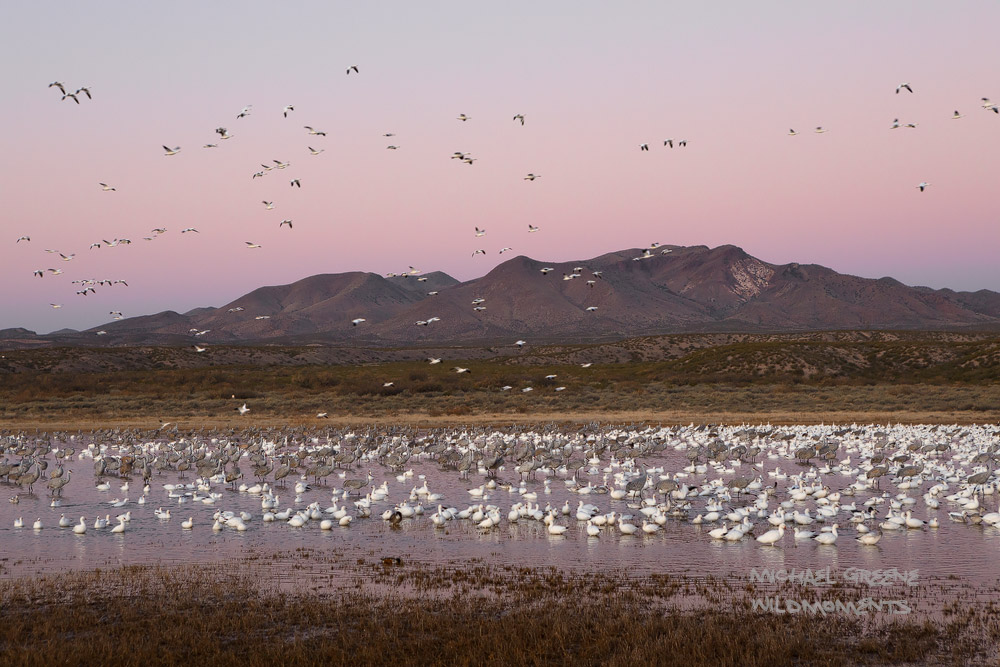 Snow geese, Sandhill cranes and ducks getting ready to take flight before dawn at the Bosque del Apache Wildlife Refuge. Bosque...