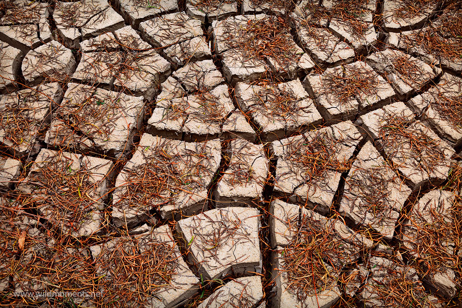 Mud cracks and leaves decorate a secluded canyon basin in Big Bend National Park. When I stumbled upon this scene, I instantly...