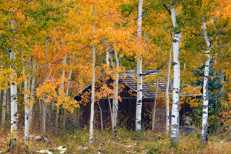 Fall brings color and privacy to the rustic areas like this cabin found near the Silver Jack Reservoir in the Uncompahgre National...