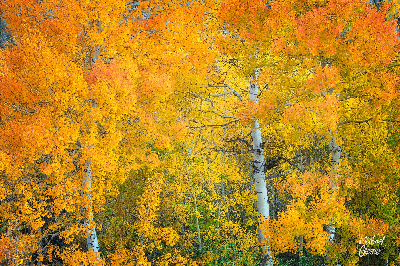 The best autumn colors I saw on a six-day photography captured on a frigid morning in early October near South Fork, Colorado...