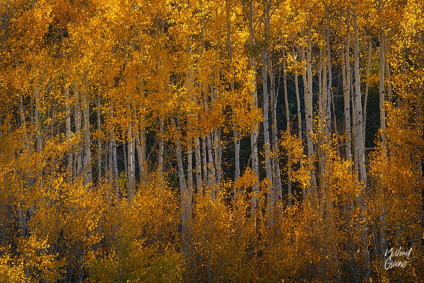 A flaming, backlit stand of aspens captured during an autumn morning drive in the South San Juan Wilderness near Platoro, CO....