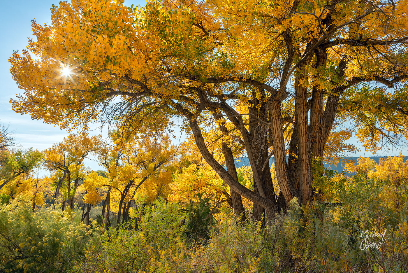 Sun bursts through a small grove of golden Cottonwood trees while exploring Northern NM near Abiquiú on a quiet October morning...