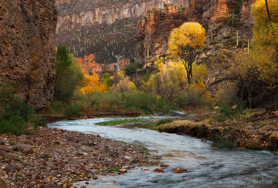 The sun breaks through the early morning clouds casting light on the canyon walls and colorful foliage after a night of heavy...