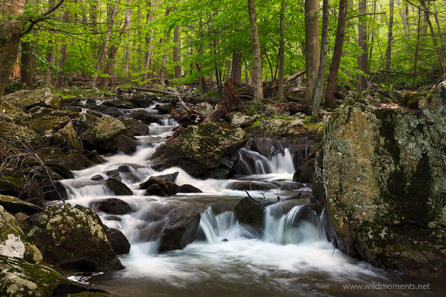 Big Hunting Creek flows through a jumbled mess of downed trees and moss covered boulders. This shot was captured less than half...