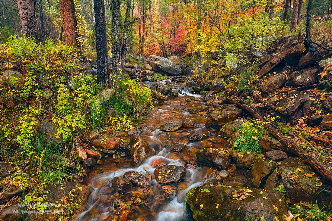 A smorgasbord of color during a blustery autumn day at Horton Creek outside of the Central Arizona mountain town of Payson on...