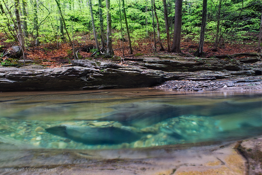 The incredible color and clarity of Rock Run is on display here in what was probably a 5 or 6 foot deep hole in the stream. &...