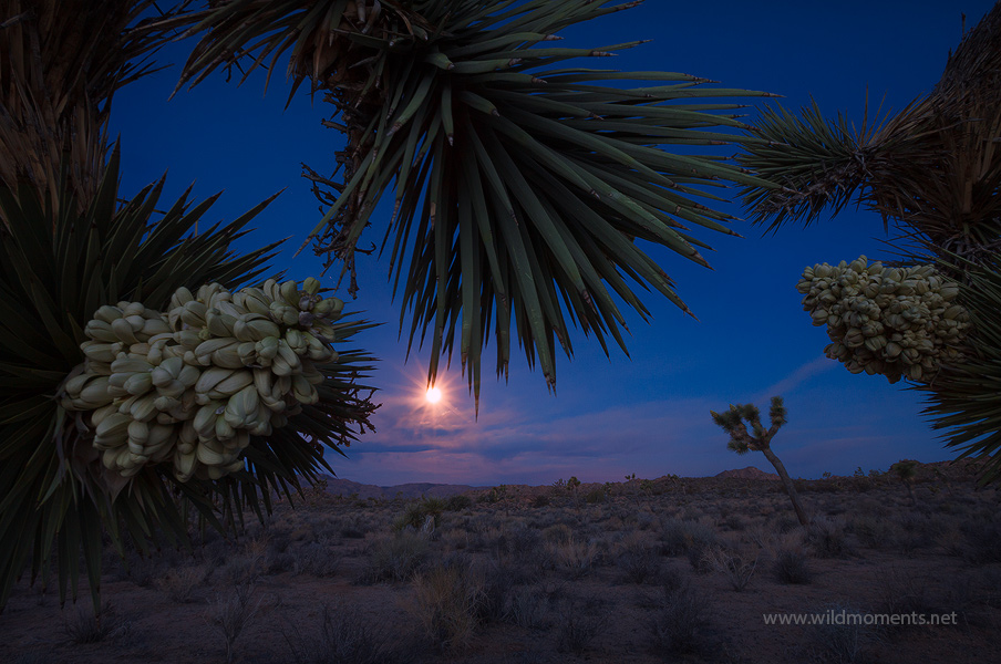A creative composition integrating a rare Joshua Tree bloom in combination with a full moon set during the brief minutes of early...