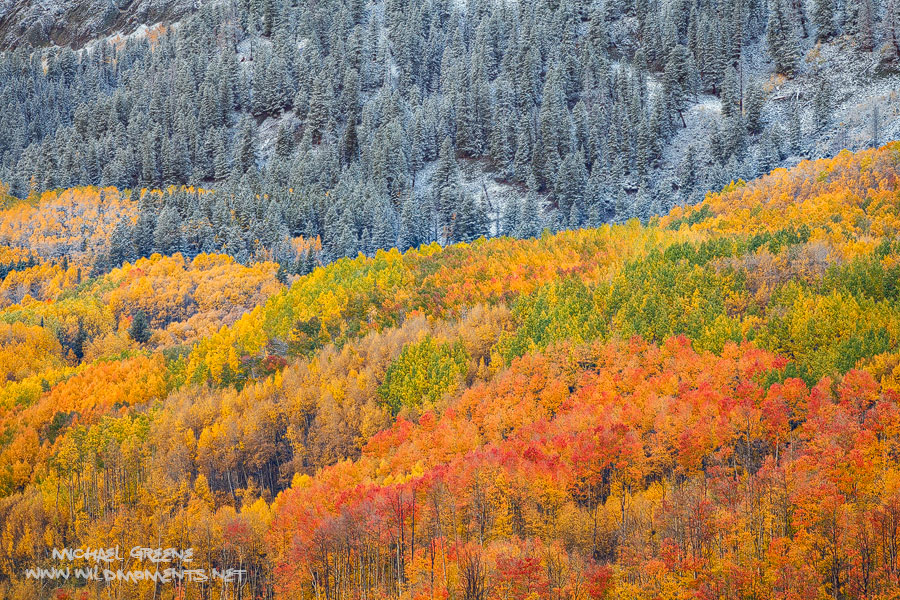 An incredible display of autumn color the morning after a light snow in the mountains outside of Crested Butte, Colorado.