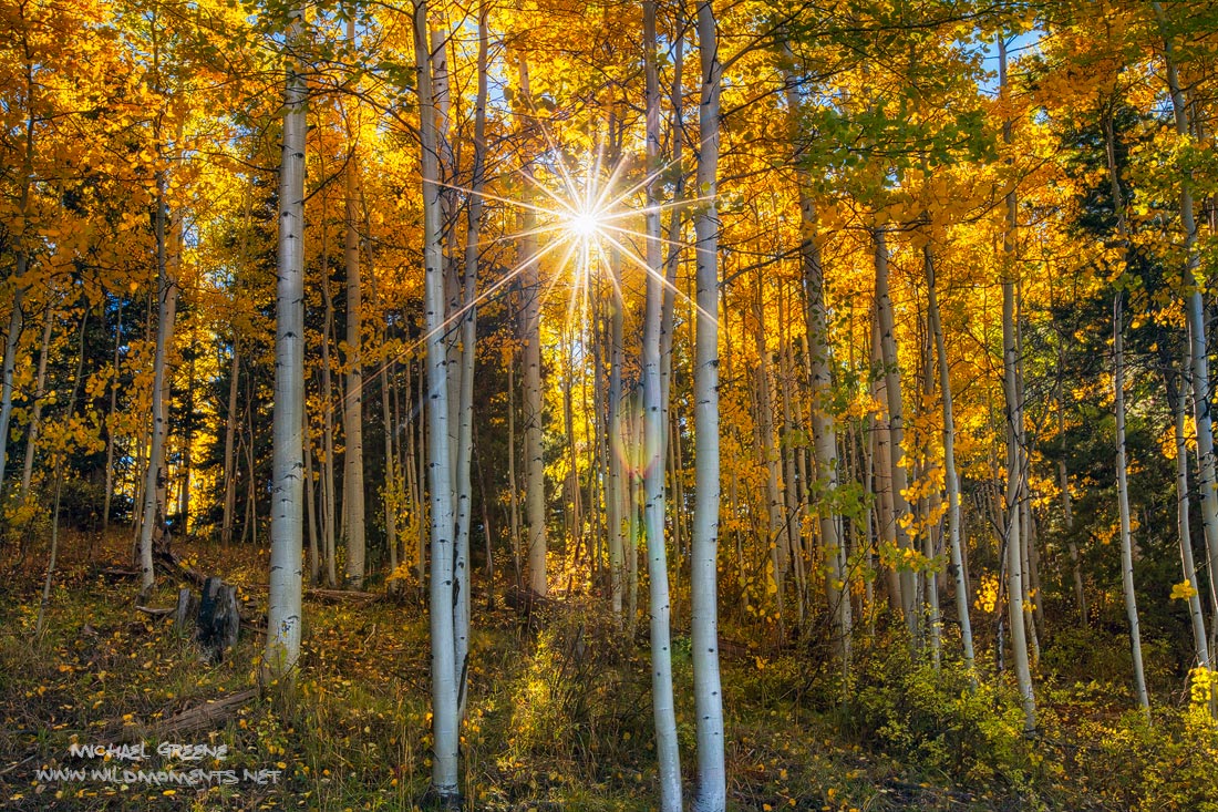 Sunshine bursts through a remote stand of aspens in the San Juan National Forest. This scene was captured in late autumn on Middle...