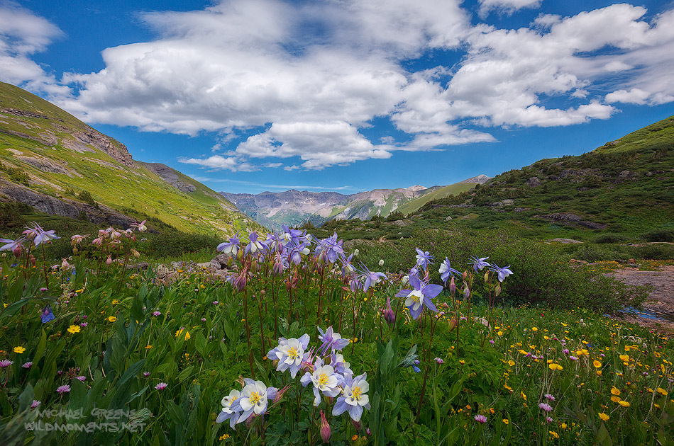 A unique array of Columbine wildflowers captured my attention while hiking in the San Juan Mountains outside of Telluride on...